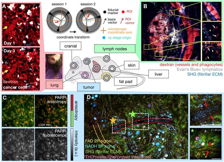 Theranostics Image