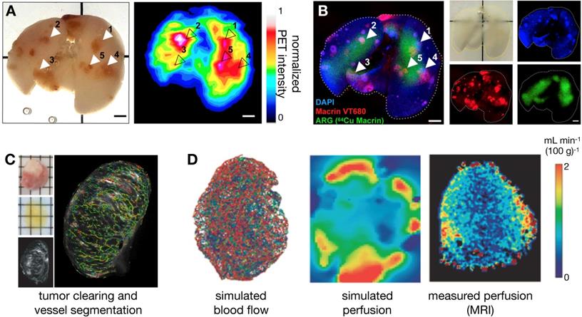 Theranostics Image