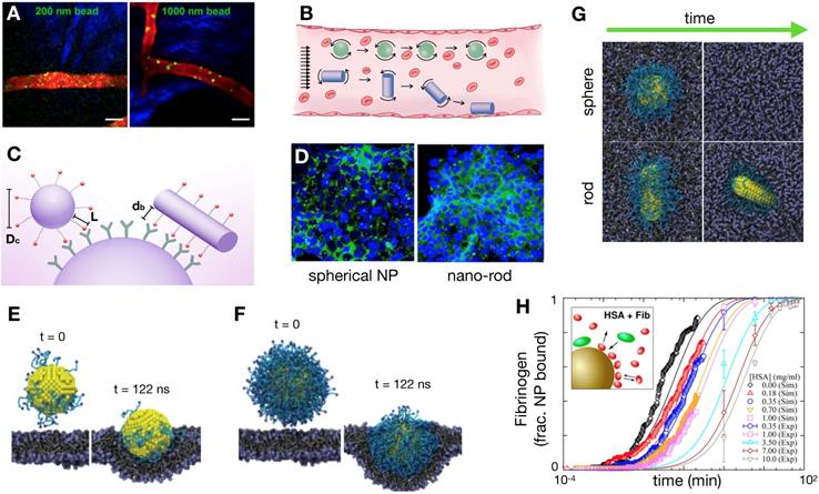 Theranostics Image