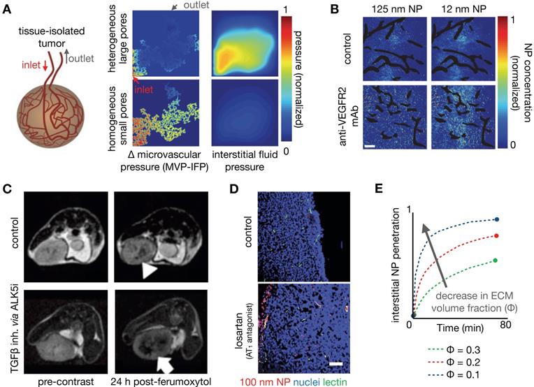 Theranostics Image