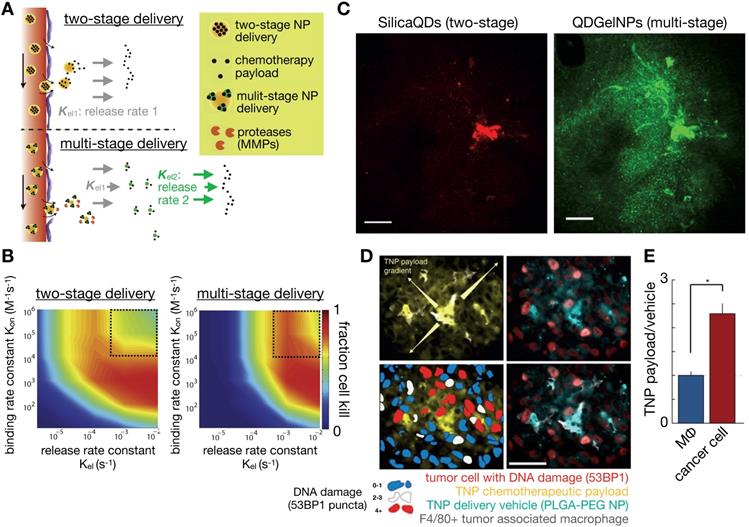 Theranostics Image