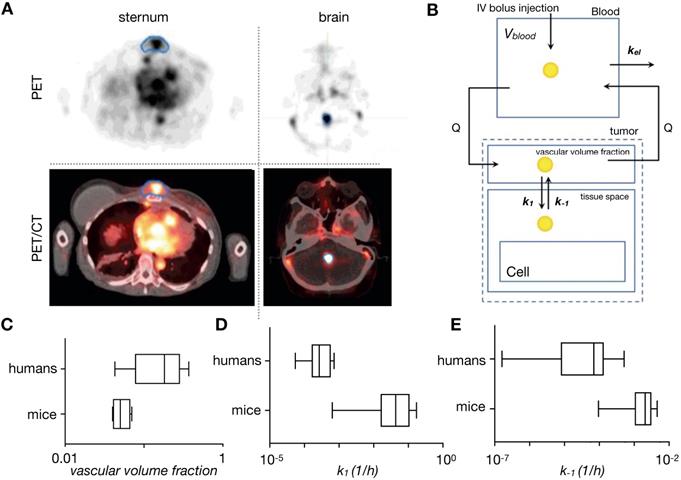 Theranostics Image