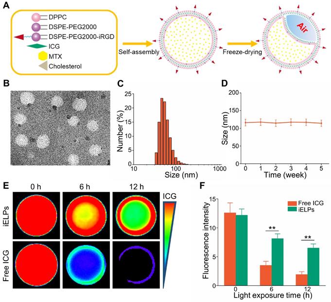 Theranostics Image