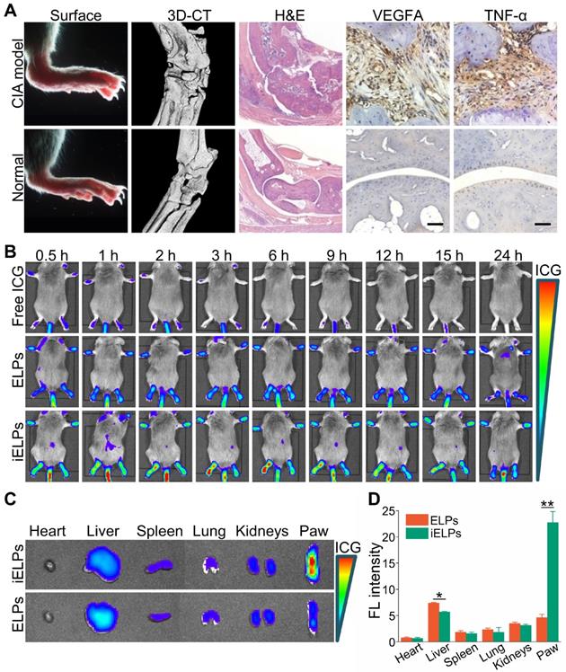 Theranostics Image