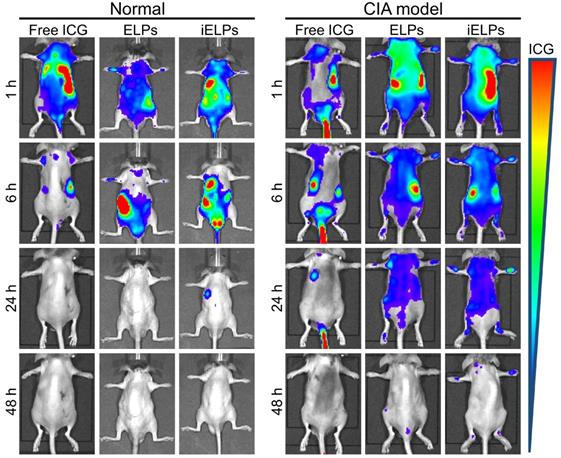 Theranostics Image