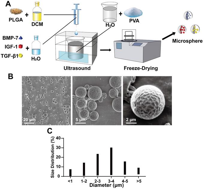 Theranostics Image