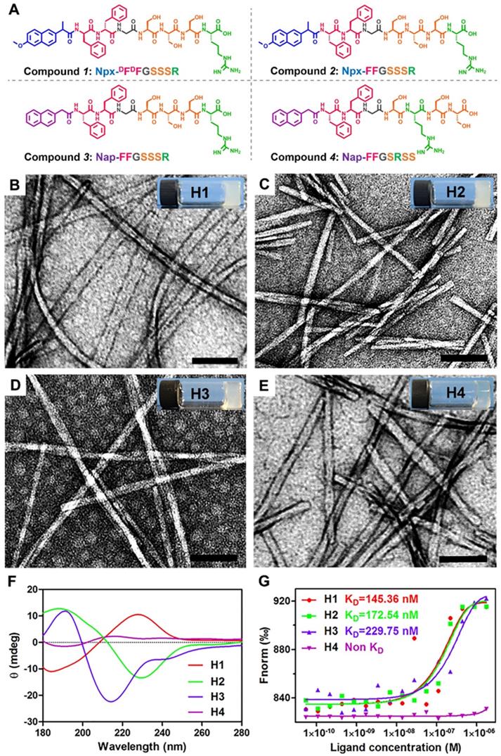 Theranostics Image