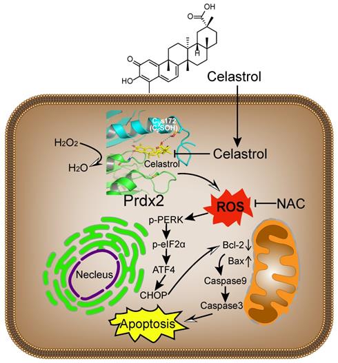 Theranostics Image