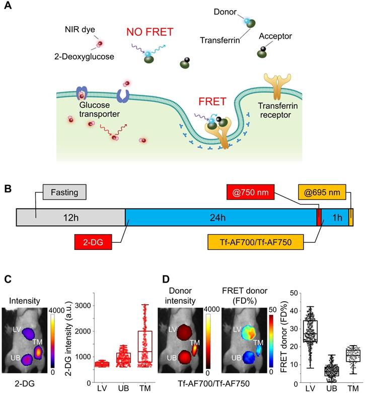 Theranostics Image