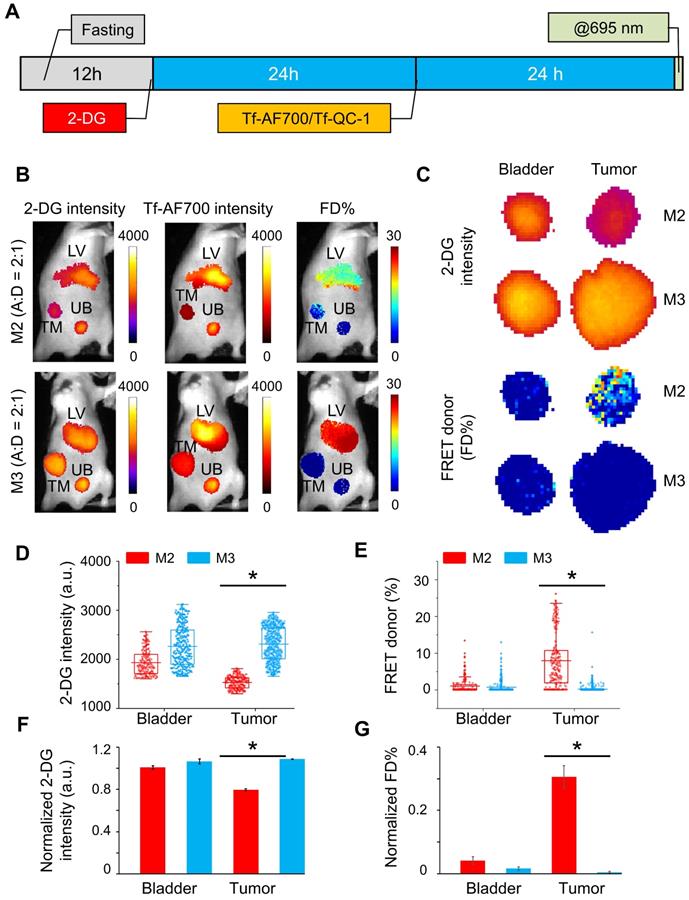 Theranostics Image