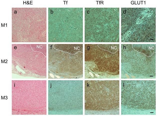 Theranostics Image