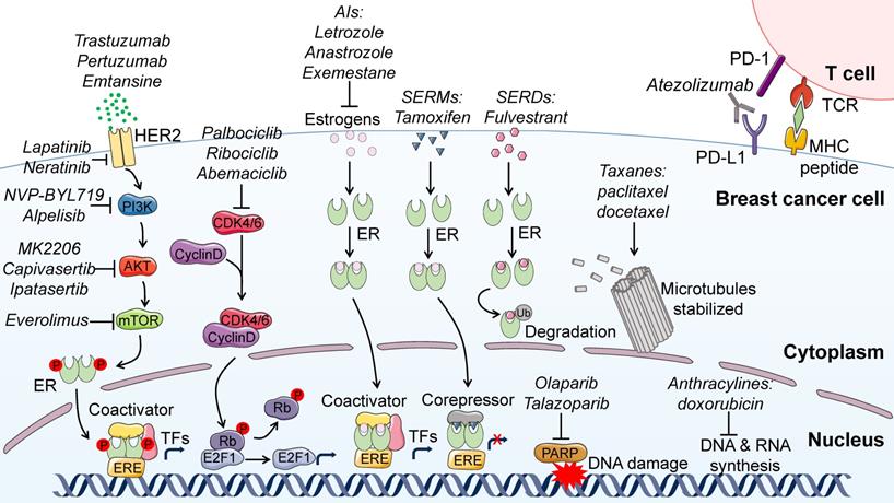 Theranostics Image