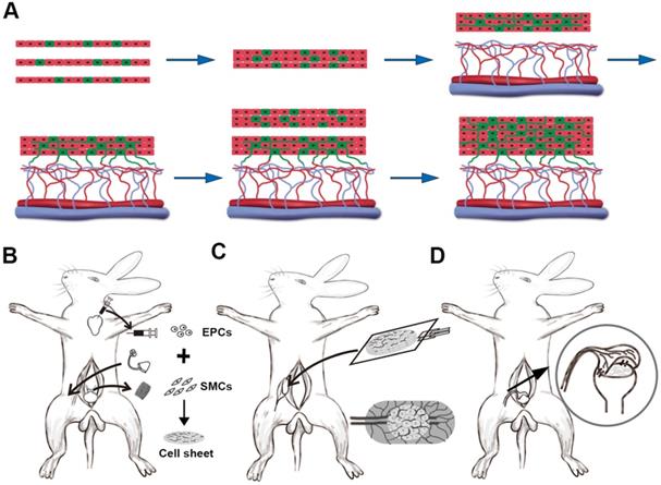 Theranostics Image