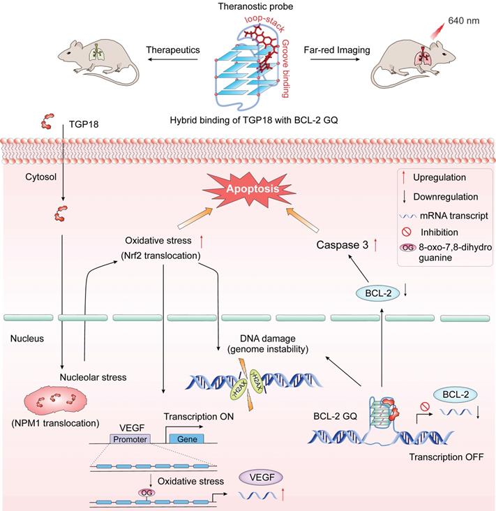 Theranostics Image