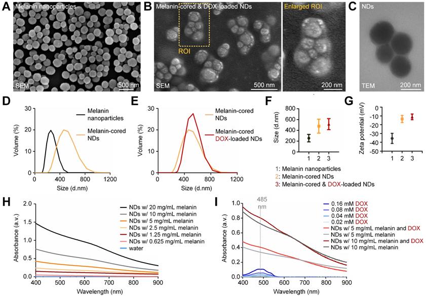 Theranostics Image