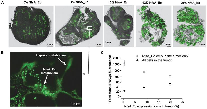 Theranostics Image