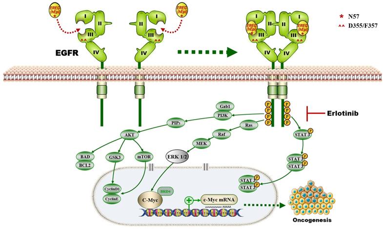 Theranostics Image