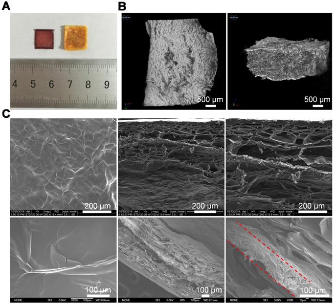 Theranostics Image