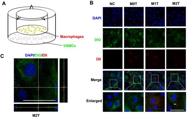 Theranostics Image