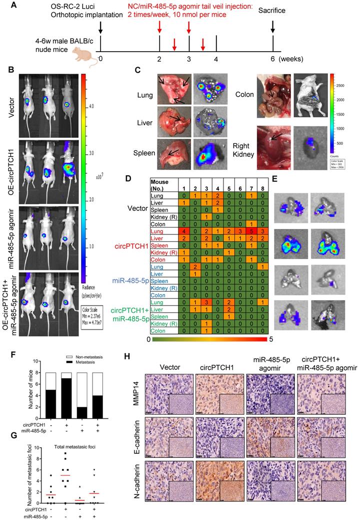 Theranostics Image