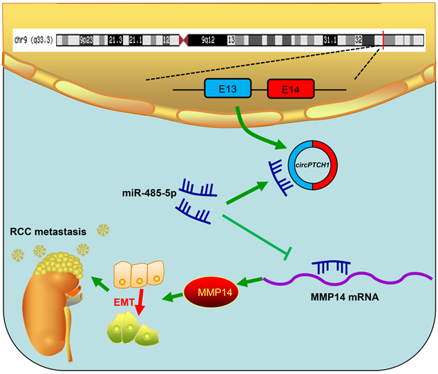 Theranostics Image