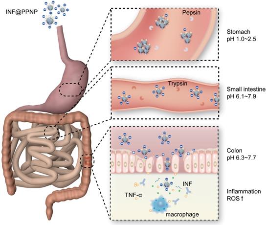 Theranostics Image