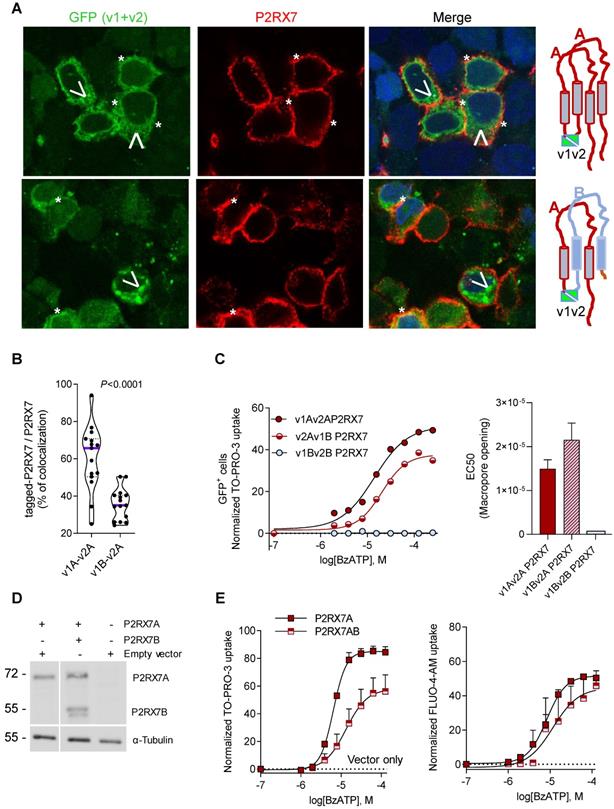 Theranostics Image