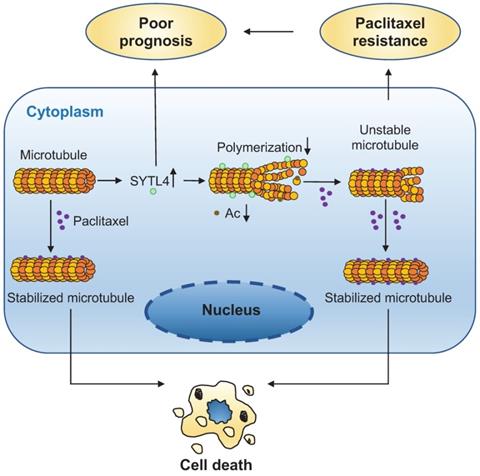 Theranostics Image