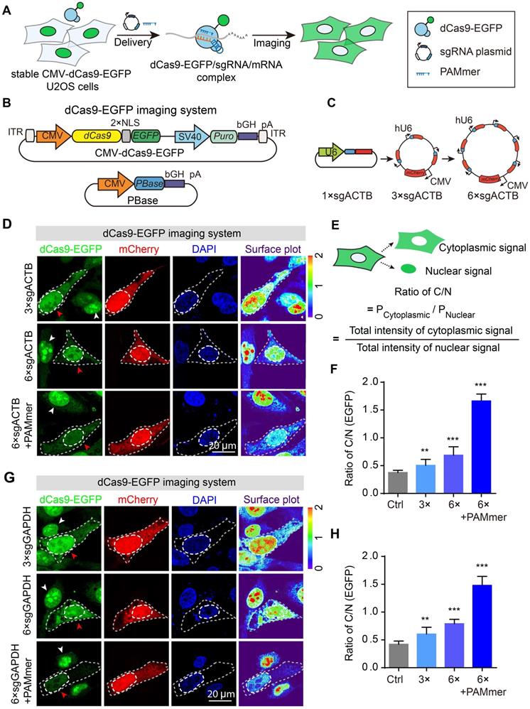 Theranostics Image