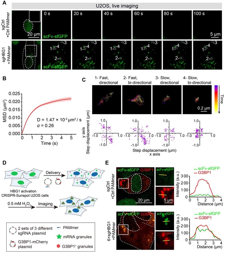 Theranostics Image