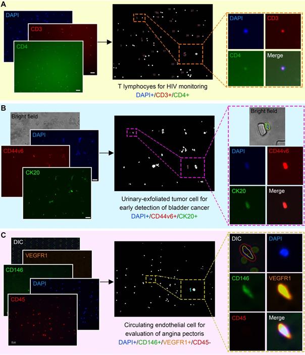 Theranostics Image