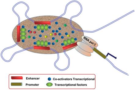 Theranostics Image