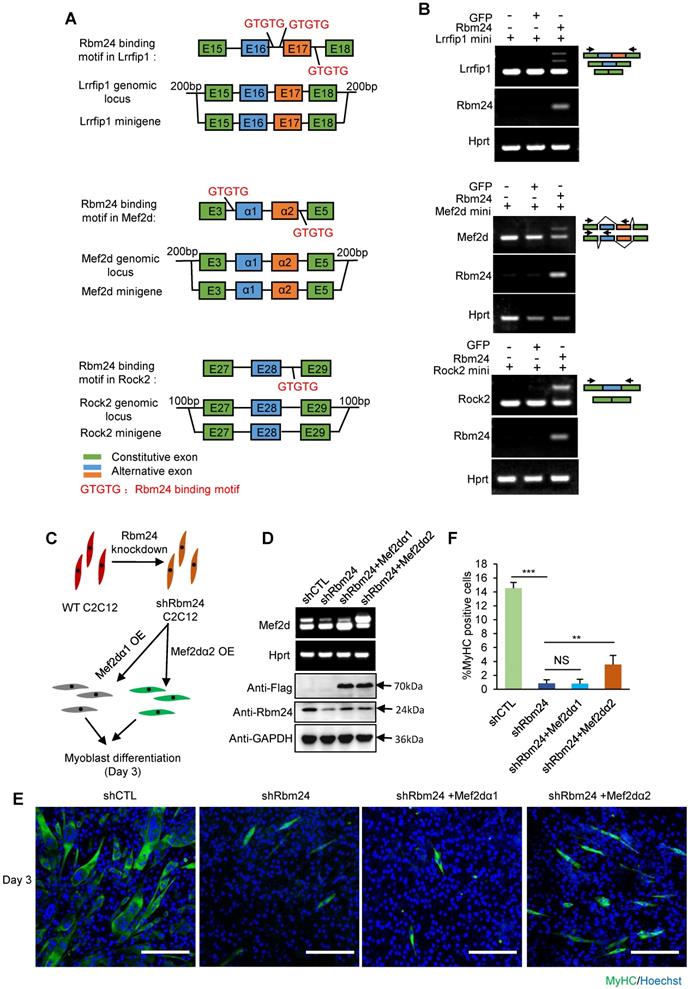 Theranostics Image