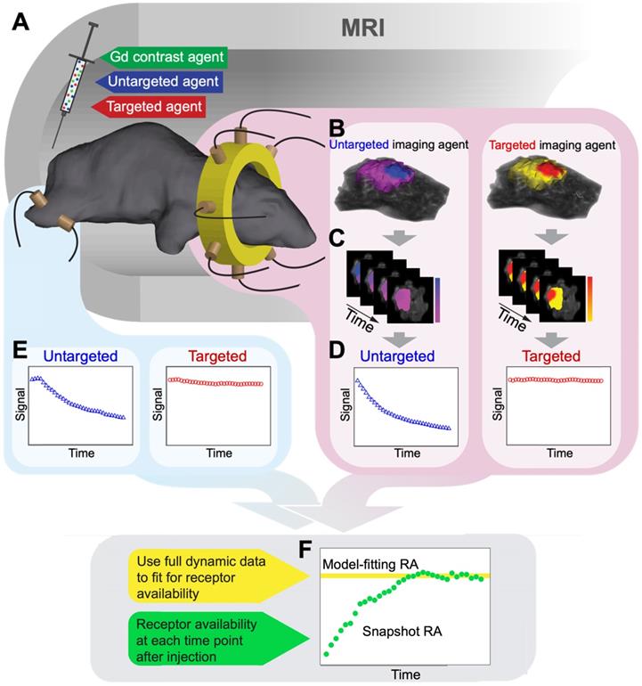 Theranostics Image