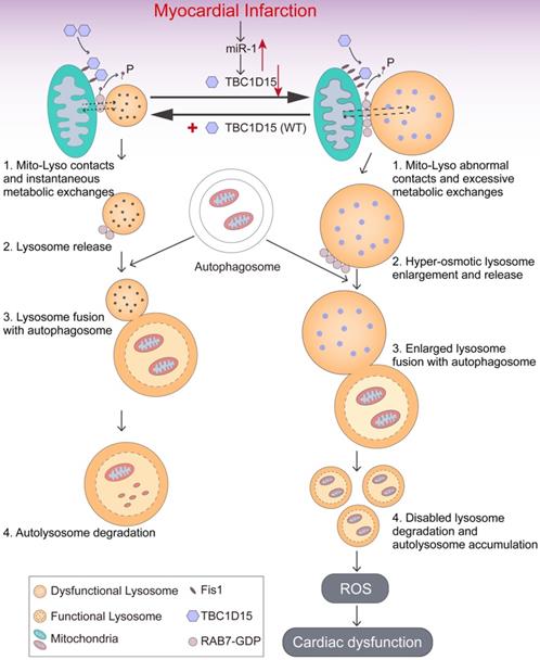 Theranostics Image