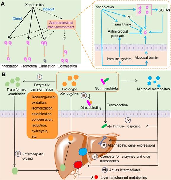 Theranostics Image