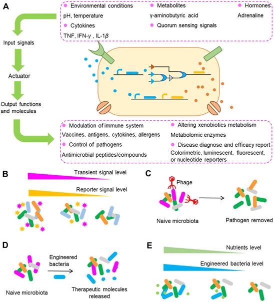 Theranostics Image