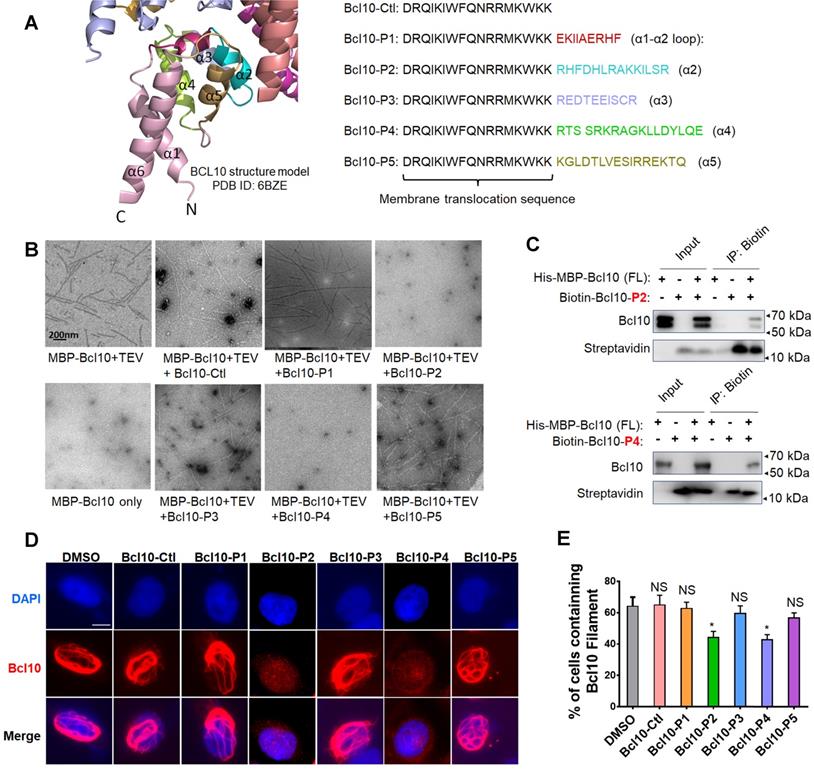 Theranostics Image