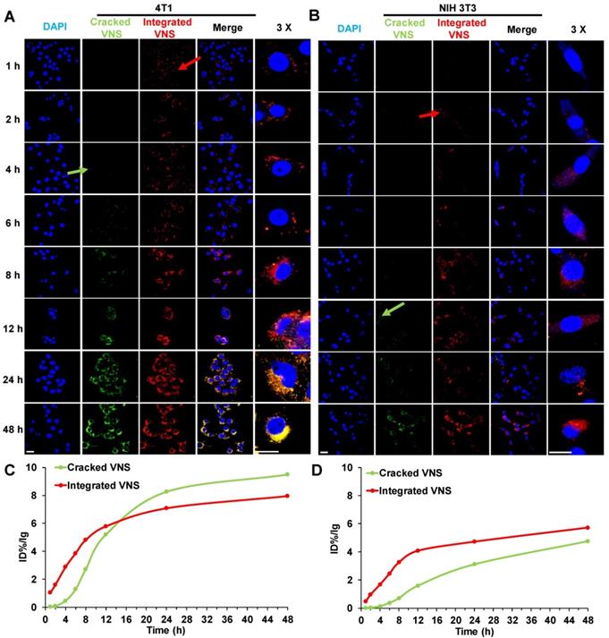 Theranostics Image