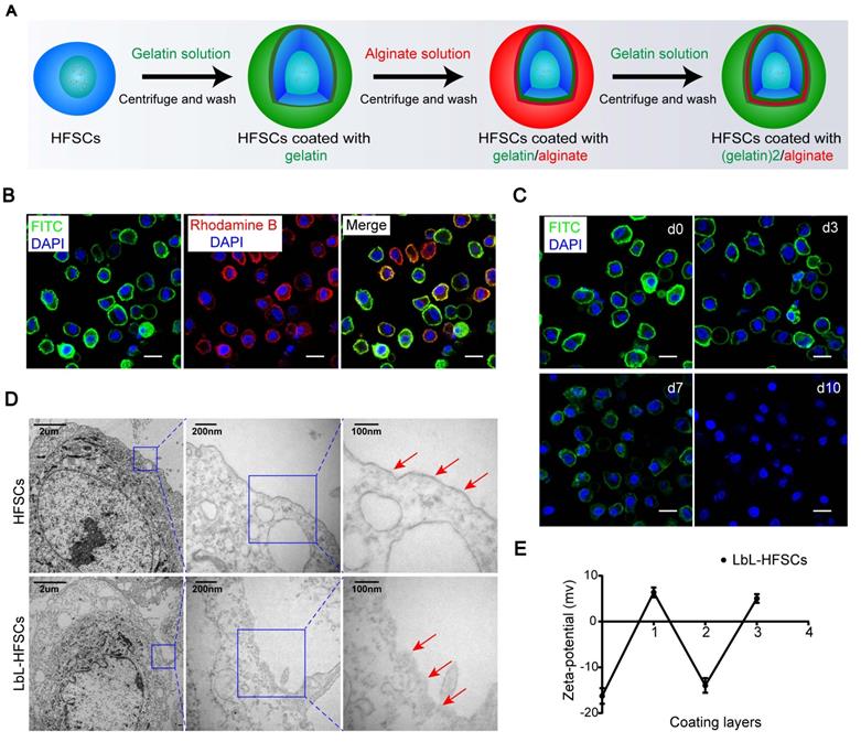 Theranostics Image