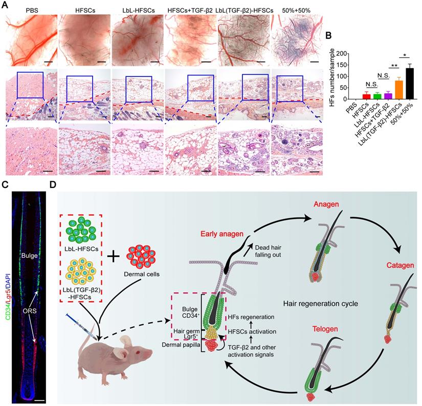 Theranostics Image