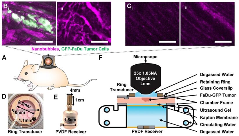 Theranostics Image