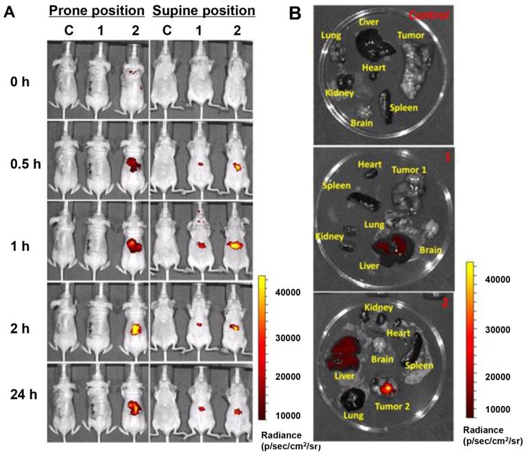 Theranostics Image