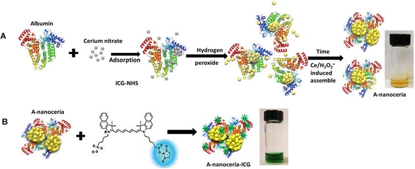 Theranostics Image