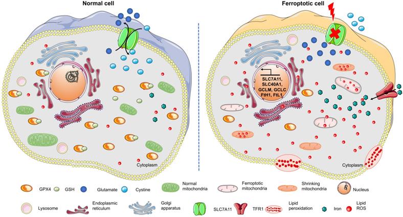 Theranostics Image