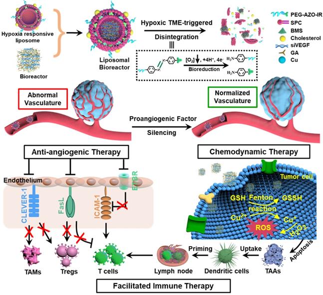 Theranostics Image