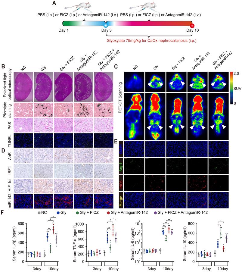 Theranostics Image