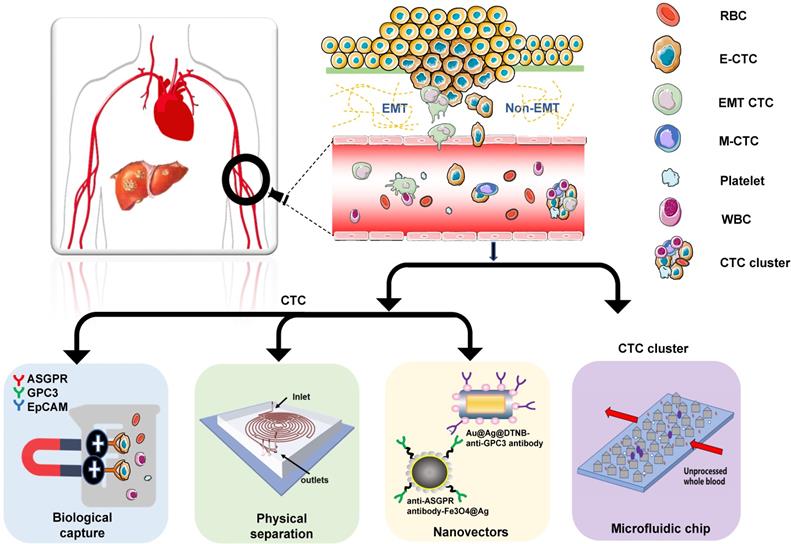 Theranostics Image