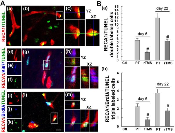 Theranostics Image