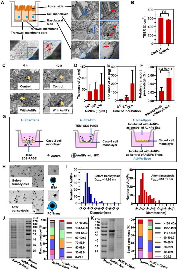 Theranostics Image